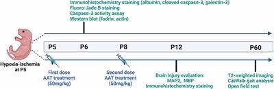Alpha1-antitrypsin protects the immature mouse brain following hypoxic-ischemic injury